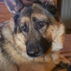 Heartfelt Memories Pet Cremation - Kona
