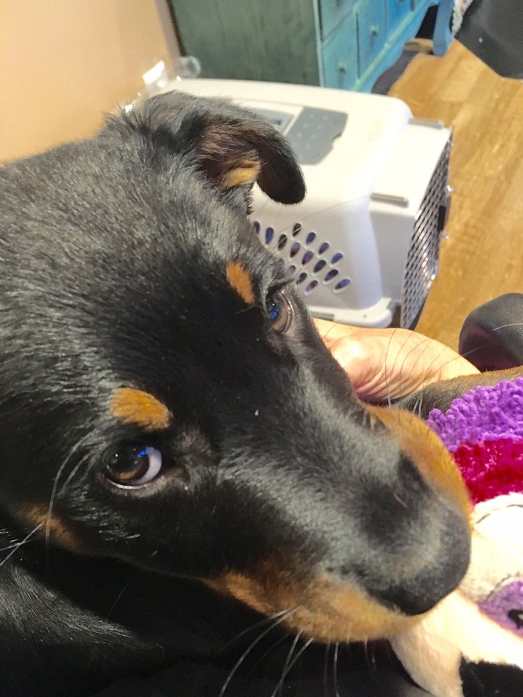 Essentially Hair Logo