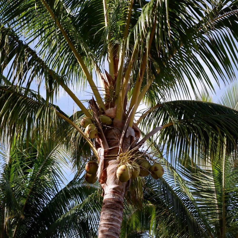 Punakea Palms - Tours Near Me - Lahaina, Hawaii Punakea Palms - Tours Near Me - Lahaina, Hawaii
