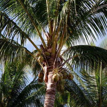 Punakea Palms - Tours Near Me - Lahaina, Hawaii