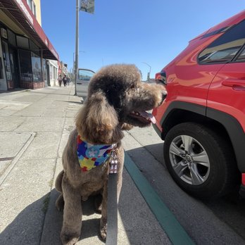 Classy Canine's Wiggle Rumps - The after grooming pic - Pet Groomers Near Me - Castrovalley, California