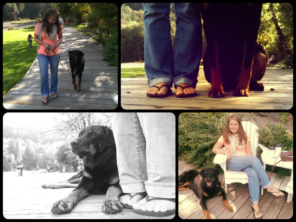 take the lead dog training