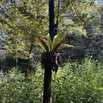 Hike Maui - Cool plants and trees! - Tours Near Me - Kahului, Hawaii Hike Maui - Cool plants and trees! - Tours Near Me - Kahului, Hawaii