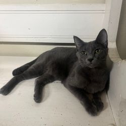 Classy Cats