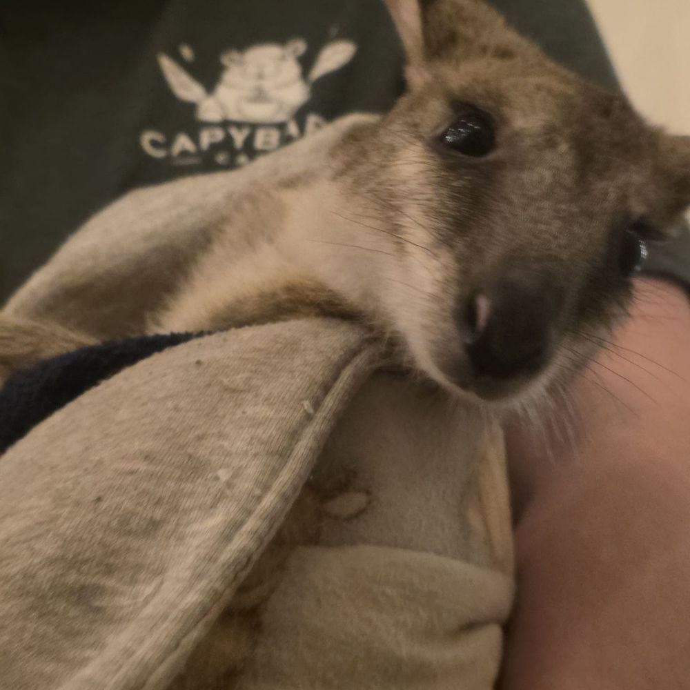 The Capybara Cafe - Cuddly wallaby - Themed Cafes Near Me - St. Augustine, Florida The Capybara Cafe - Cuddly wallaby - Themed Cafes Near Me - St. Augustine, Florida