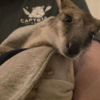 The Capybara Cafe - Cuddly wallaby - Themed Cafes Near Me - St. Augustine, Florida