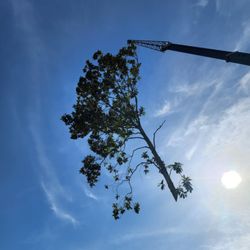 Stumpy's Tree & Outdoors