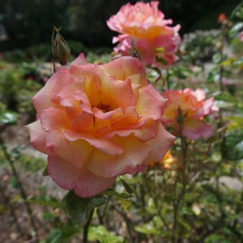 The Berkeley Rose Garden - Botanical Gardens Near Me - Berkeley, California