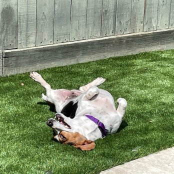 Texans Turf - Turf Happy! - Artificial Turf Near Me - Houston, Texas Texans Turf - Turf Happy! - Artificial Turf Near Me - Houston, Texas