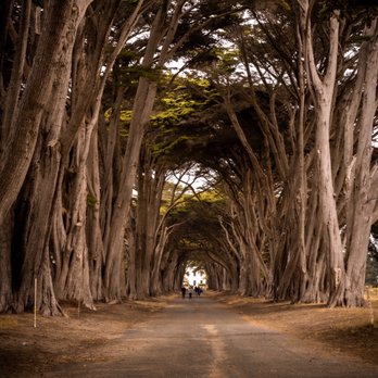 Cypress Tree Tunnel - Parks Near Me - Inverness, California Cypress Tree Tunnel - Parks Near Me - Inverness, California
