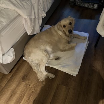 Shashi Hotel - Ran out of dog beds for the night but employee gave us a solution - Hotels Near Me - Mountain View, California Shashi Hotel - Ran out of dog beds for the night but employee gave us a solution - Hotels Near Me - Mountain View, California