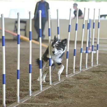 Blue Dog Academy - Pet Training Near Me - Murrayville, Georgia Blue Dog Academy - Pet Training Near Me - Murrayville, Georgia