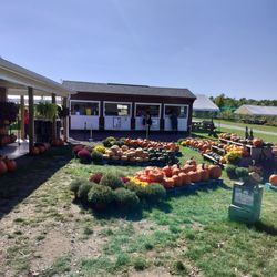 Mt Airy Orchards