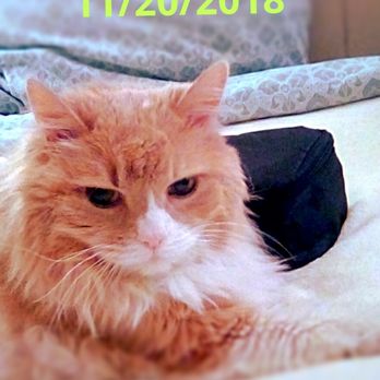 Rainbow Bridge Vet Services - No more pain! Thank you for loving me enough to give me this final gift. Now I am waiting for Mom at the Rainbow Bridge! - Veterinarians Near Me