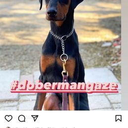 Kylo with All Team K9 sharing the love on IG. Kylo with All Team K9 sharing the love on IG.