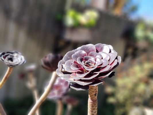 San Diego Botanic Garden by null