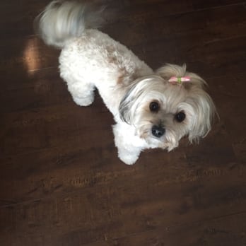 Chateau le Pooch - This is one clean and happy morkie!! - Pet Stores Near Me - Brea, California