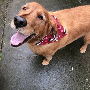 Paw Spa - Riley rocking her Disney bandana! - Pet Groomers Near Me - Elk Grove, California Paw Spa - Riley rocking her Disney bandana! - Pet Groomers Near Me - Elk Grove, California