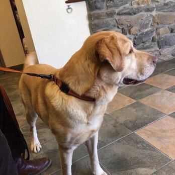 Center For Veterinary Care - Wyatt checking in for Dr. Schwartz - Veterinarians Near Me - Millbrook, New York Center For Veterinary Care - Wyatt checking in for Dr. Schwartz - Veterinarians Near Me - Millbrook, New York