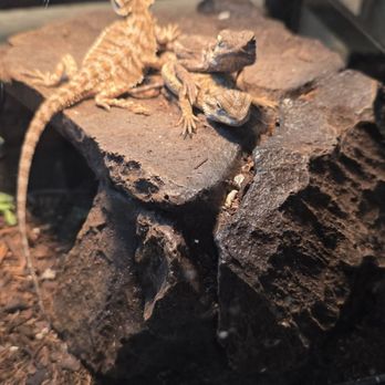 Pet Shack - Pet Stores Near Me - Tehachapi, California