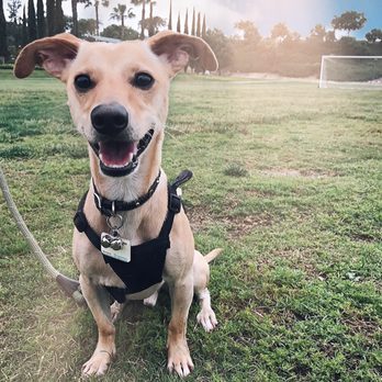 Cool Dog Ranch - Pet Boarding Near Me - Temecula, California Cool Dog Ranch - Pet Boarding Near Me - Temecula, California