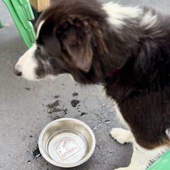 Apogee Brewing - Portia loves the people at Apogee, not to mention the custom water bowls. Pretty cool! - Brewpubs Near Me - Grover Beach, California Apogee Brewing - Portia loves the people at Apogee, not to mention the custom water bowls. Pretty cool! - Brewpubs Near Me - Grover Beach, California