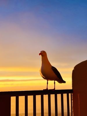 Tickle Pink Inn by null