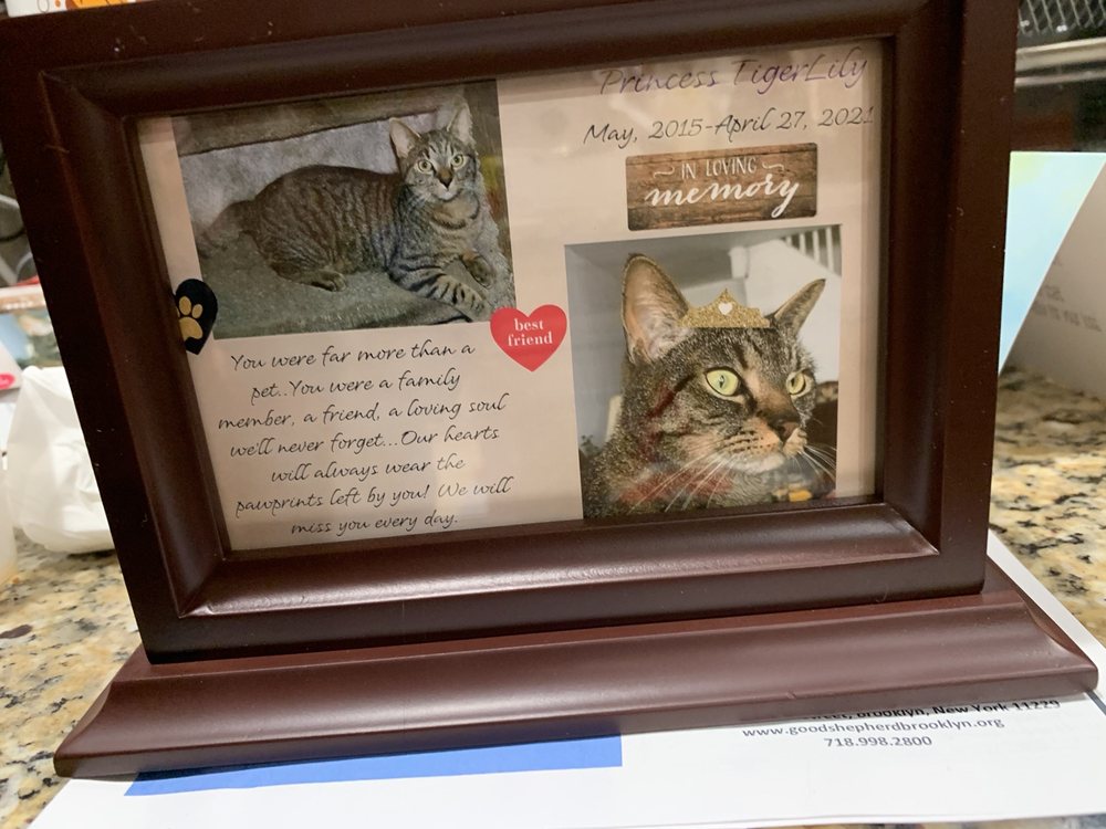 ANIMAL HOSPITAL OF BROOKLYN 26 Photos & 46 Reviews 2270 Flatbush Ave Brooklyn Ny 11234