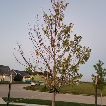Blumen Gardens - perfectly healthy maple tree that they ruined by creating a deep reservoir around the tree that couldn't drain properly - drowned the tree. - Nurseries & Gardening Near Me - Sycamore, Illinois