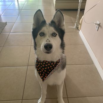 Shellie's Grooming & Supply - Dog - Pet Stores Near Me - Oviedo, Florida