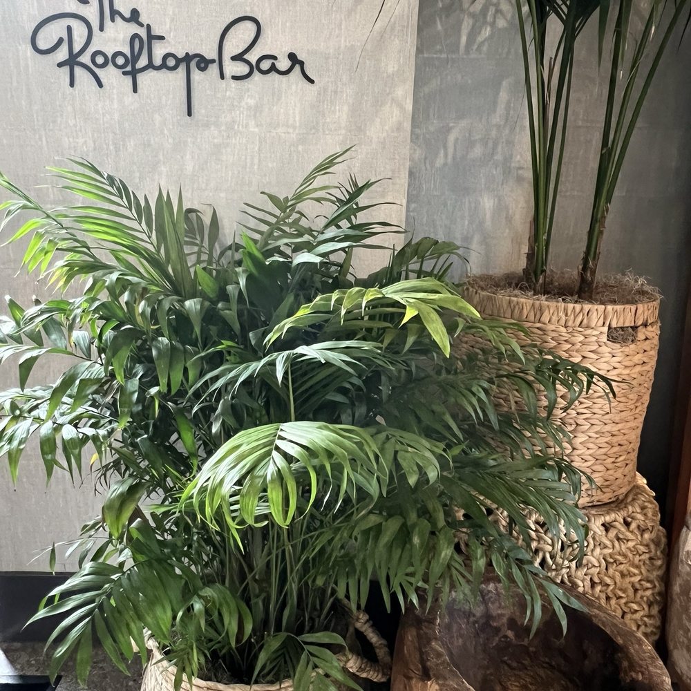 The Rooftop Bar - Beer Bar Near Me - Oceanside, California The Rooftop Bar - Beer Bar Near Me - Oceanside, California