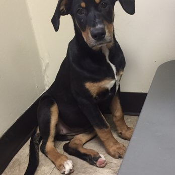 Chicago Canine Rescue - Animal Shelters Near Me - Chicago, Illinois Chicago Canine Rescue - Animal Shelters Near Me - Chicago, Illinois