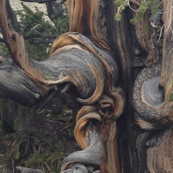 Ancient Bristlecone Pine Forest - That's tree bark....not a boa... - Parks Near Me - Bishop, California Ancient Bristlecone Pine Forest - That's tree bark....not a boa... - Parks Near Me - Bishop, California