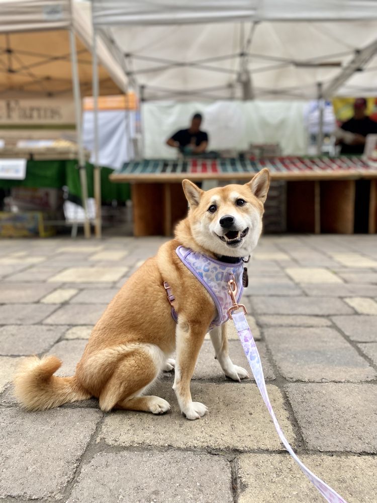 Fenway's Runway - pet boarding facility in San Diego, CA