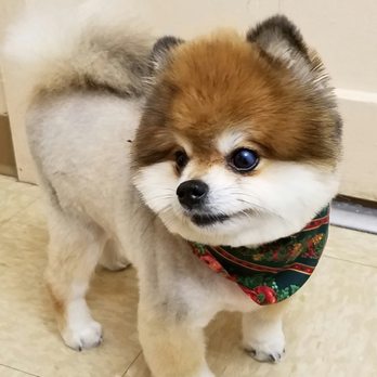 1. Dog's Best Friend