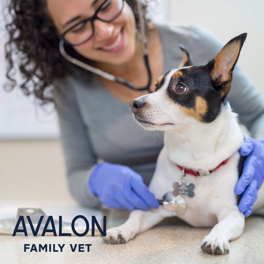 AVALON FAMILY VET Updated September 2024 38 Photos & 35 Reviews
