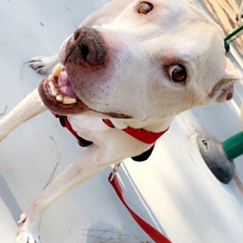Dr Marchi - Pet Euthanasia at Home - Sunny the pitbull.. Always in our hearts! - Veterinarians Near Me - Long Beach, California Dr Marchi - Pet Euthanasia at Home - Sunny the pitbull.. Always in our hearts! - Veterinarians Near Me - Long Beach, California