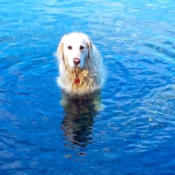 Morrow Michelle, DMD - Waldo County Family Dentistry - This is Charmin the office greeter