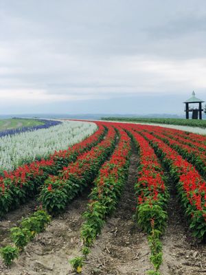 Flower Land Kamifurano by null