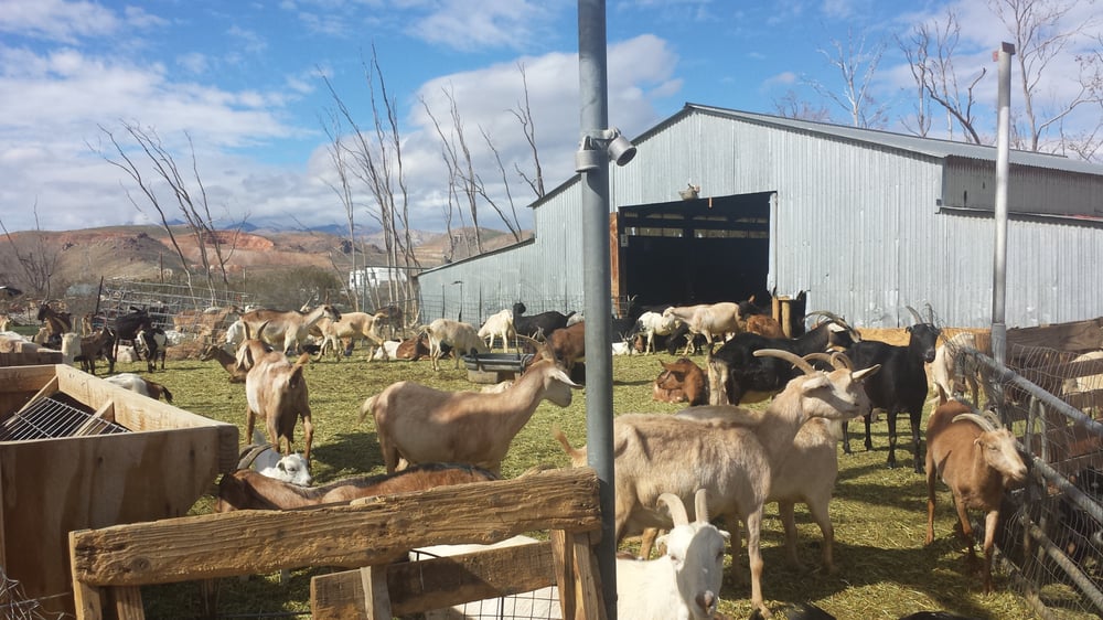 SOLEDAD GOATS CLOSED Updated June 2024 6501 Backus Rd, Mojave
