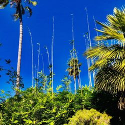 Self Realization Fellowship Hermitage & Meditation Gardens - Bamboo shoots