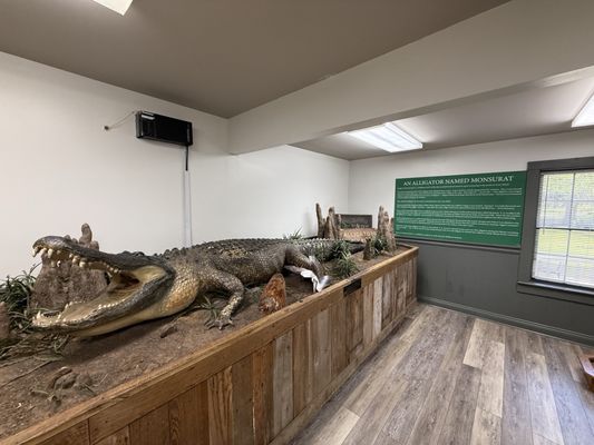 Jungle Gardens by null