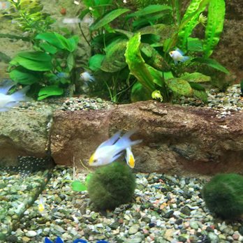 Pet World - Nice looking cobalt rams - Pet Stores Near Me - Lawrence, Kansas Pet World - Nice looking cobalt rams - Pet Stores Near Me - Lawrence, Kansas