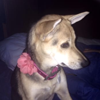 Adopt A Doggie - Dakota - Pet Adoption Near Me Adopt A Doggie - Dakota - Pet Adoption Near Me