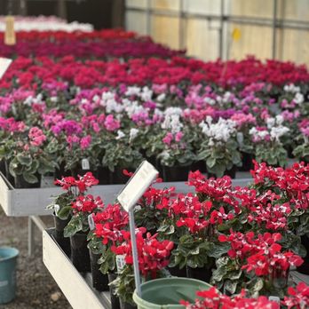Belmont Nursery - Greenhouse of cyclamens 10-7-23 - Nurseries & Gardening Near Me - Fresno, California Belmont Nursery - Greenhouse of cyclamens 10-7-23 - Nurseries & Gardening Near Me - Fresno, California