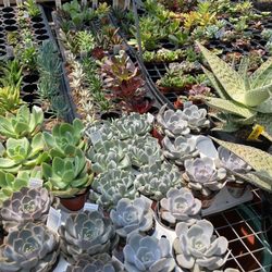 Broadway Gardens - Plants