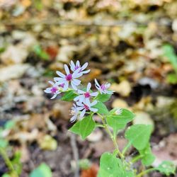 Monte Sano State Park
