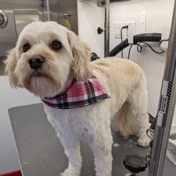 Unleashed Mobile Pet Grooming - Annie - Pet Groomers Near Me Unleashed Mobile Pet Grooming - Annie - Pet Groomers Near Me