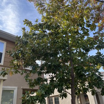 Urban Tree Care - Tree prior to removal - Tree Services Near Me
