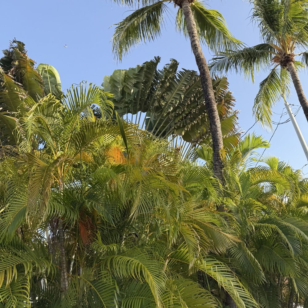 Tree Legends - Before and after. - Tree Services Near Me Tree Legends - Before and after. - Tree Services Near Me